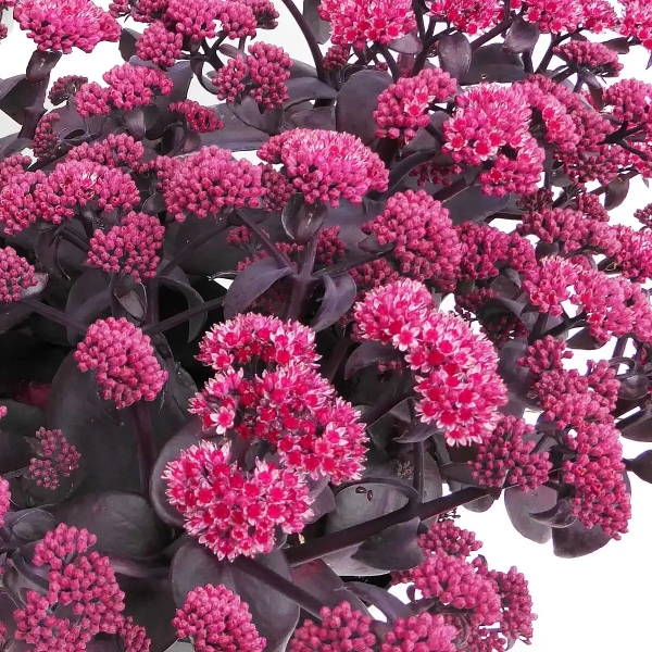 Rozchodnik 'Oriental Dancer' – Sedum, Hylotelephium kwitnienie